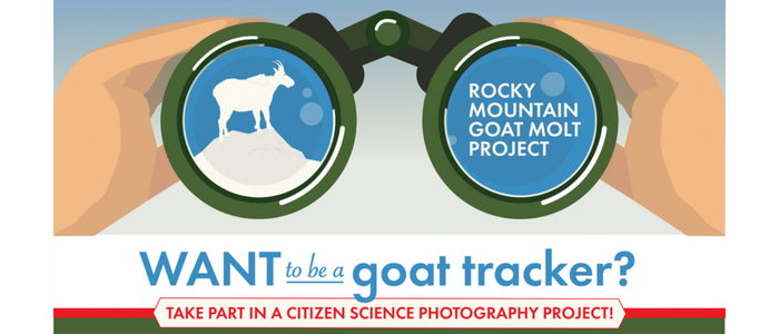 Goat Molt Project