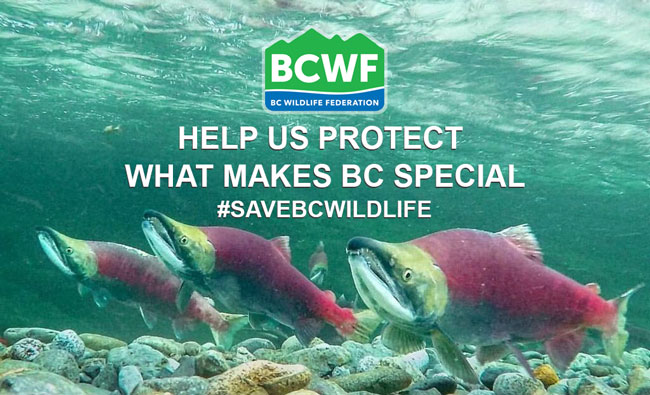 Help Protect What Makes BC Special