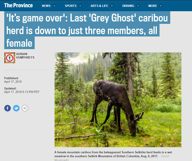 Game Over - Last Grey Ghost Cariboo herd is down to just three members, all female